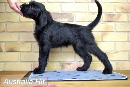 Schnauzer (Giant) for sale by BLACKGLORY
