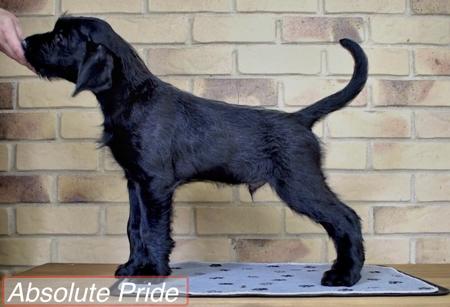Schnauzer (Giant) for sale by BLACKGLORY