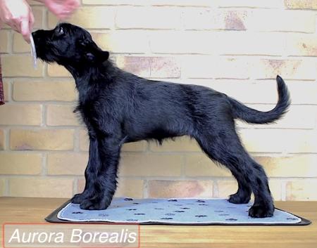Schnauzer (Giant) for sale by BLACKGLORY