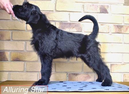Schnauzer (Giant) for sale by BLACKGLORY
