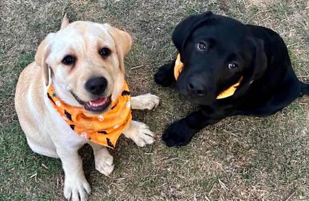 Labrador Retriever for sale by CLONJORDAN