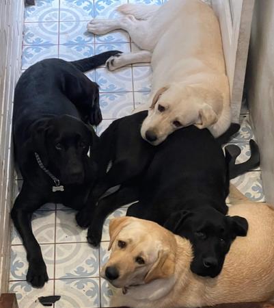 Labrador Retriever for sale by CLONJORDAN