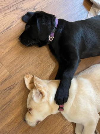 Labrador Retriever for sale by CLONJORDAN