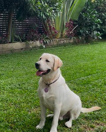 Labrador Retriever for sale by CLONJORDAN