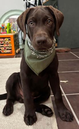 Labrador Retriever for sale by CLONJORDAN