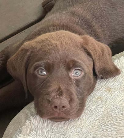 Labrador Retriever for sale by CLONJORDAN