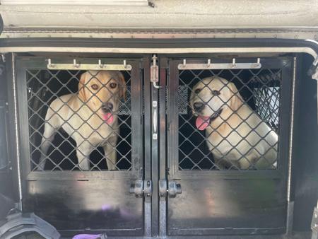 Labrador Retriever for sale by CLONJORDAN