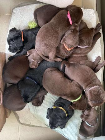 Labrador Retriever for sale by CLONJORDAN