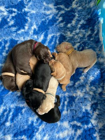 Labrador Retriever for sale by CLONJORDAN
