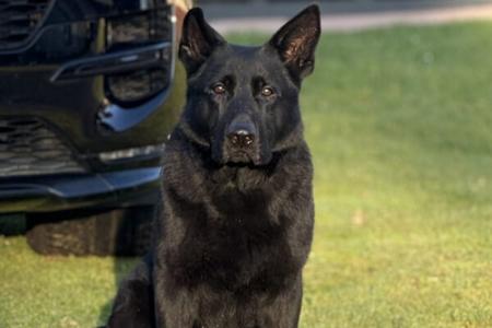 German Shepherd Dog for sale by BELVAHAUS