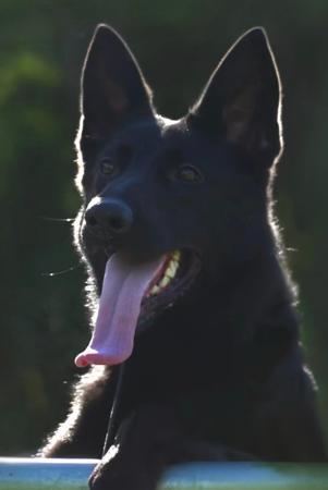 German Shepherd Dog for sale by BELVAHAUS