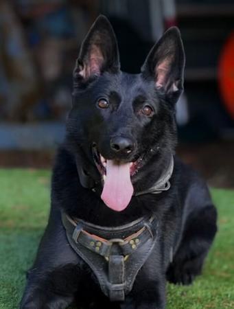 German Shepherd Dog for sale by BELVAHAUS