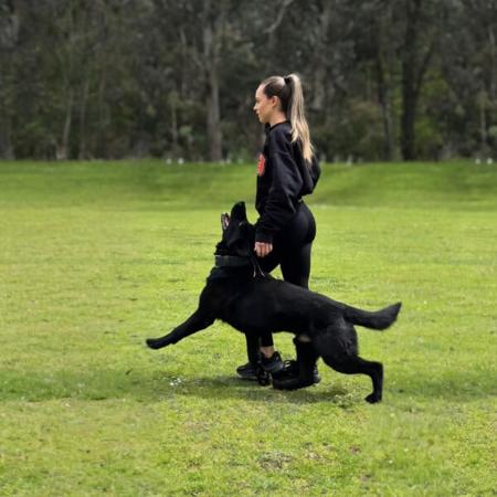 German Shepherd Dog for sale by BELVAHAUS