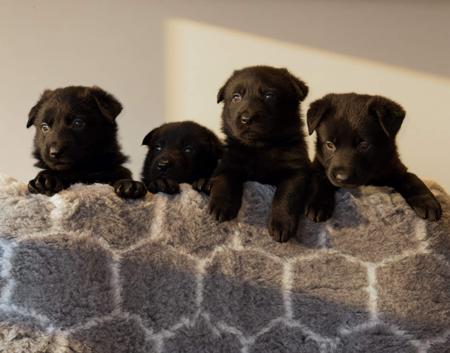 German Shepherd Dog puppy for sale by BELVAHAUS