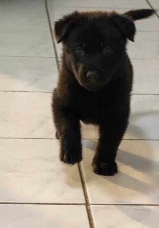 German Shepherd Dog puppy for sale by BELVAHAUS