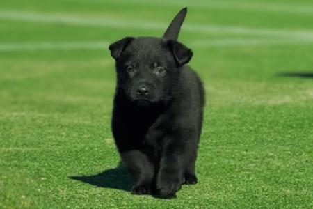 German Shepherd Dog puppy for sale by BELVAHAUS