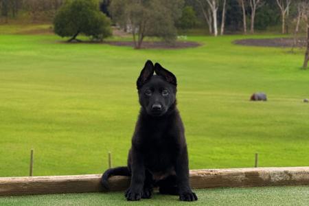 German Shepherd Dog puppy for sale by BELVAHAUS