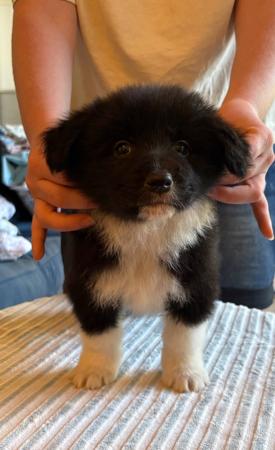 Border Collie puppy for sale by KELTIN