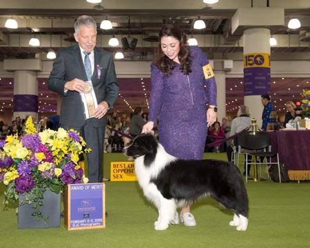 Border Collie for sale by QELTYNN