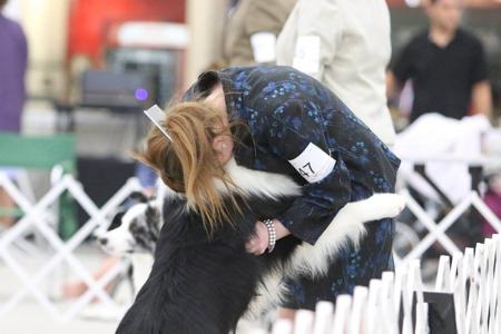 Border Collie for sale by QELTYNN