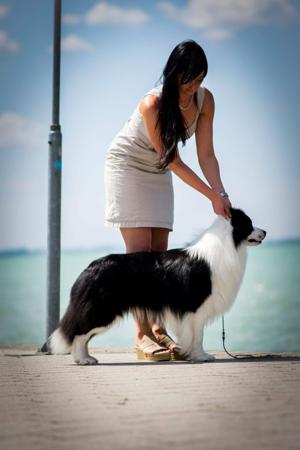 Border Collie for sale by QELTYNN