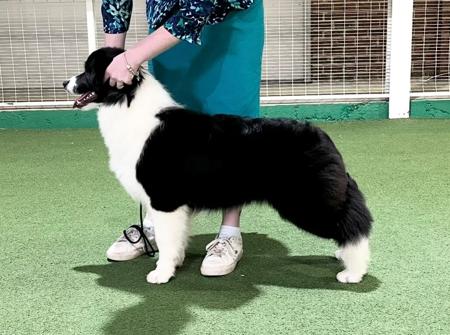 Border Collie for sale by QELTYNN