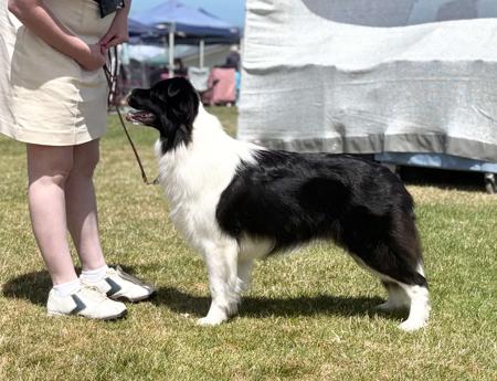Border Collie for sale by QELTYNN