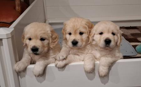 Golden Retriever for sale by DESHAVOU