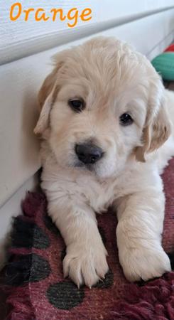 Golden Retriever for sale by DESHAVOU