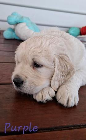 Golden Retriever for sale by DESHAVOU