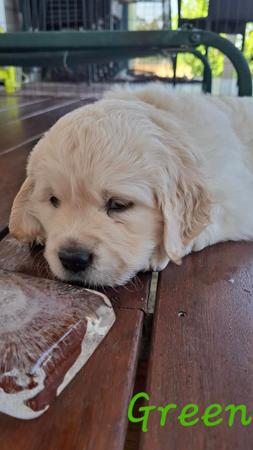 Golden Retriever for sale by DESHAVOU