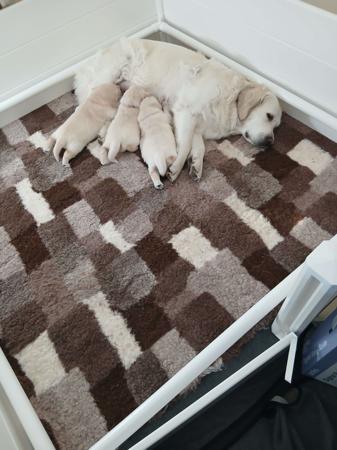 Golden Retriever for sale by DESHAVOU
