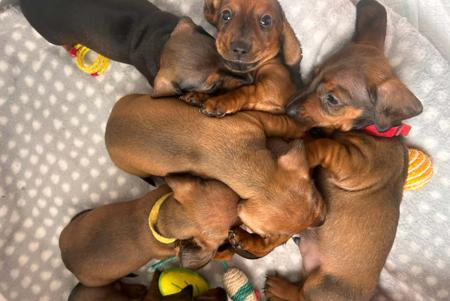 Dachshund (Miniature Smooth Haired) for sale by PASCHKA