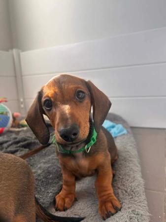 Dachshund (Miniature Smooth Haired) for sale by PASCHKA