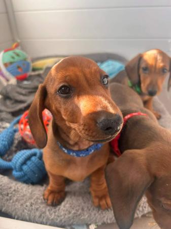 Dachshund (Miniature Smooth Haired) for sale by PASCHKA