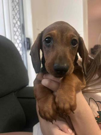 Dachshund (Miniature Smooth Haired) for sale by PASCHKA