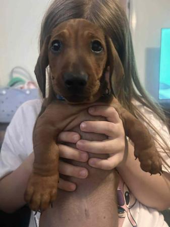 Dachshund (Miniature Smooth Haired) for sale by PASCHKA