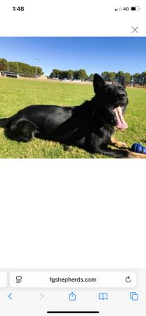 German Shepherd Dog for sale by SHEPFENIKUSU