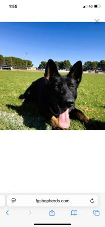 German Shepherd Dog for sale by SHEPFENIKUSU