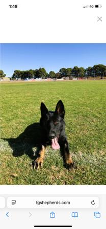 German Shepherd Dog for sale by SHEPFENIKUSU