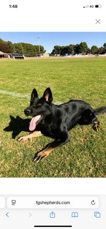 German Shepherd Dog for sale by SHEPFENIKUSU