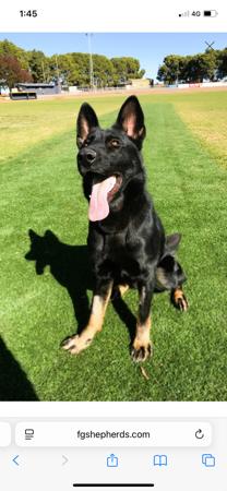 German Shepherd Dog for sale by SHEPFENIKUSU