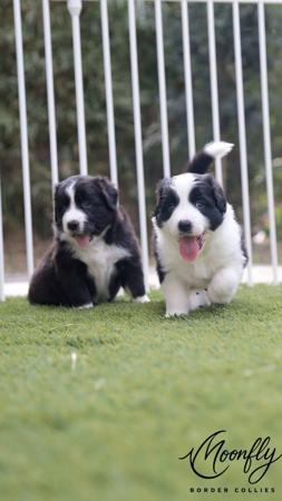 Border Collie puppy for sale by MOONFLY