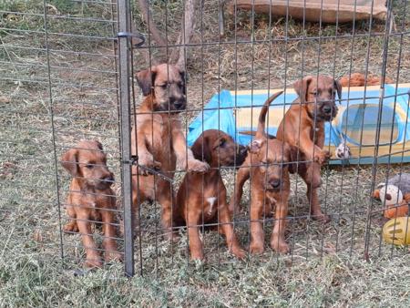 Irish Terrier for sale by BRAECREST01