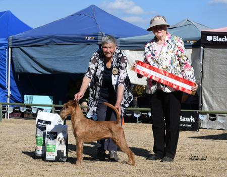 Irish Terrier for sale by BRAECREST