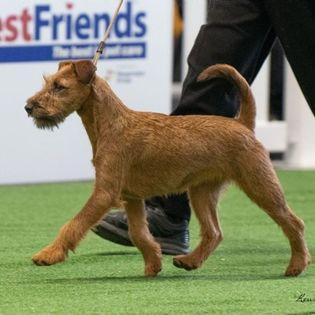 Irish Terrier for sale by BRAECREST