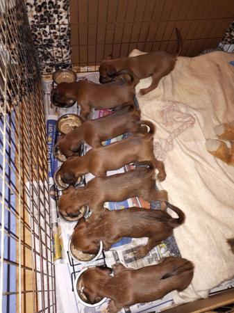 Irish Terrier for sale by BRAECREST