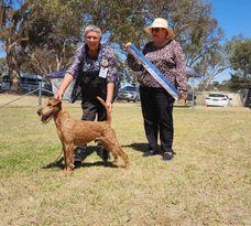 Irish Terrier for sale by BRAECREST