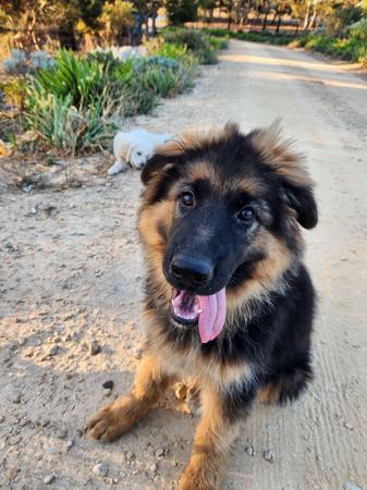German Shepherd Dog (Long Stock Coat) for sale by GOULDRIDGE