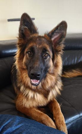 German Shepherd Dog (Long Stock Coat) for sale by GOULDRIDGE